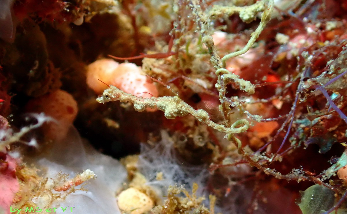 Hippocampe pygmée dragon,Thread pipefish ( Hari-youji) kyonemichthys rumengani vidéo